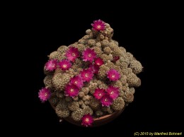 Sulcorebutia breviflora v. laui L314 1241